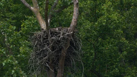 Giant Bald Eagle Nest in tree as wind gently blows Stock Footage 87576239
