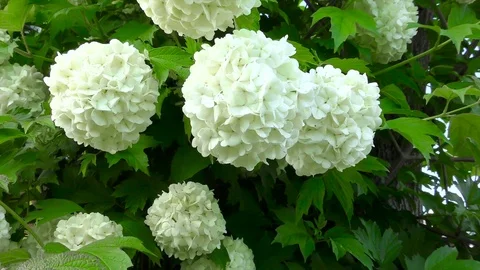 Giant balls of white flowers Nullam Vibúrnum Stock Footage 77267619