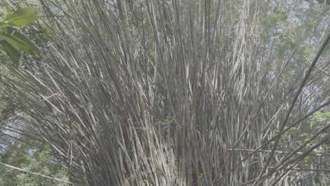 Giant Bamboo Cluster In Mountain Forest Low Angle Tilt Shot Stock Footage 344251003
