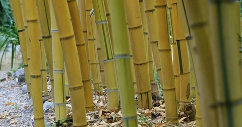 Giant Bamboo Zen Forest Background Stock Footage 108617337
