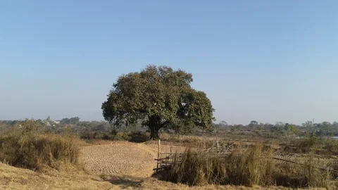 Giant banyan tree. 库存影片 329305695
