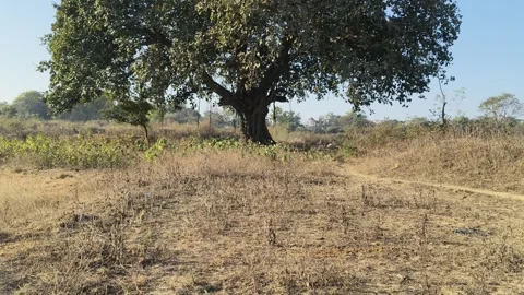 Giant banyan tree. 库存影片 329305710