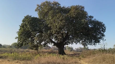 Giant banyan tree. Видео 329305713