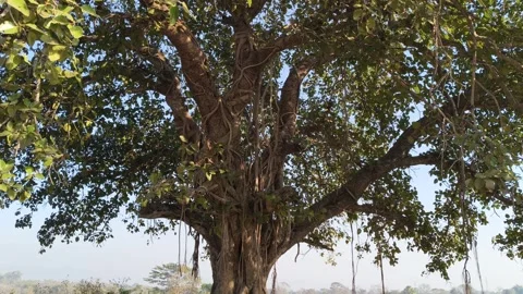 Giant banyan tree. 库存影片 329306294