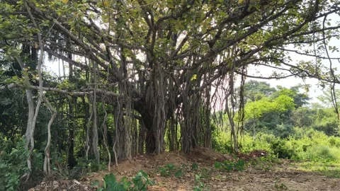Giant Banyan tree. 스톡 동영상 337051286