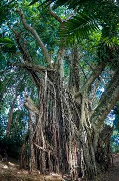 Giant Banyan Tree Stock Photos