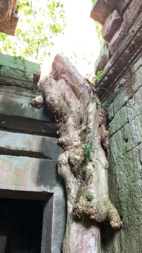 Giant banyan tree root in Angkor Stock Footage 340885757