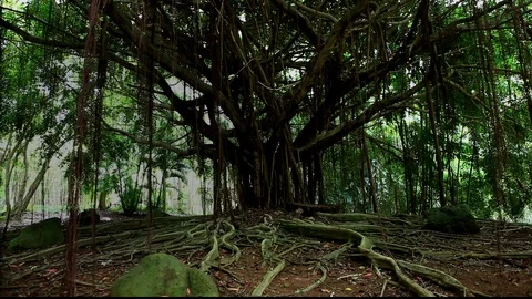 Giant Banyan Tree Roots Stock Footage 104171940
