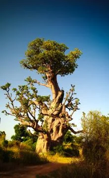 Giant Baobab tree Foto stock