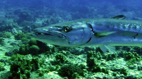 Giant barracuda approaching 스톡 동영상 42987954