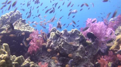 Giant Barracuda Stock Footage 22307000