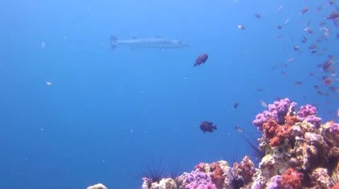 Giant Barracuda Stock Footage 22313867