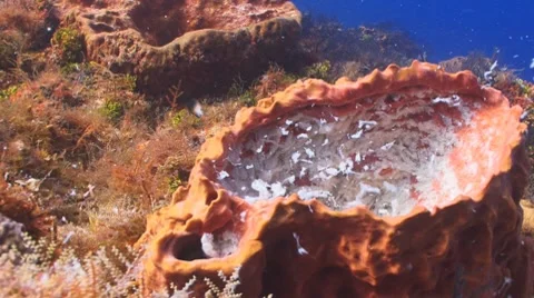 Giant Barrel Sponge Видео 8793693