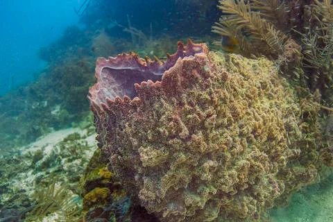Giant barrel sponge Foto stock