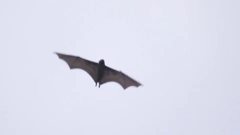 Giant Bat Closeup Stock Footage 79045845