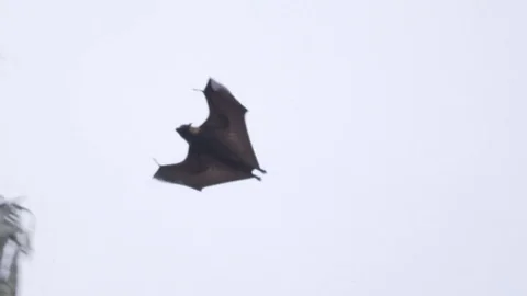 Giant Bat Closeup Slow motion Stock Footage 79045809