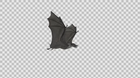 Giant Bat - Flying Loop - Side Angle - Alpha Channel - 4K Stock Footage 68341383