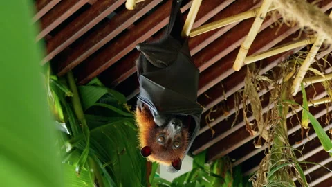 Giant bat sleeps hanging from the ceiling Stock Footage 271181412
