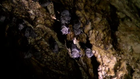 Giant bats hanging from the ceiling of a cave in the Caribbean Stock Footage 91195519