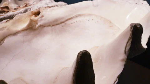 Giant Bear Paw Clam Shell Side View Top... | Stock Video | Pond5