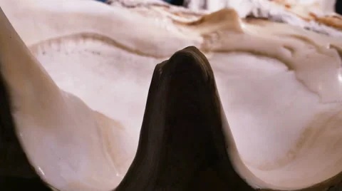 Giant Bear Paw Clam Shell Side View, 4K | Stock Video | Pond5
