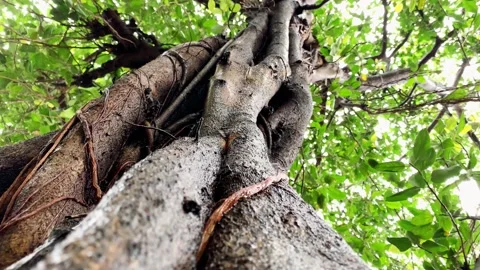 Giant bearded fig,Shortleaf fig or wild banyantree (Ficus citrifolia) Stock Footage 131862001