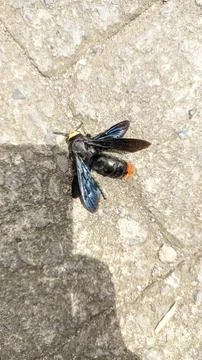 Giant bee under sunlight Stock Photos