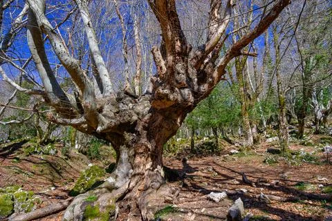 Giant beech tree 写真素材