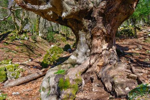 Giant beech tree 写真素材