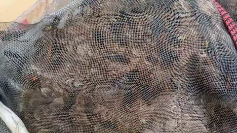 A giant beehive in the street Stock Footage 70309519