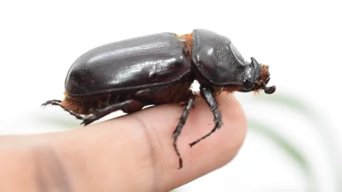 Giant beetle on human hands close up white background Stock Footage 169595927