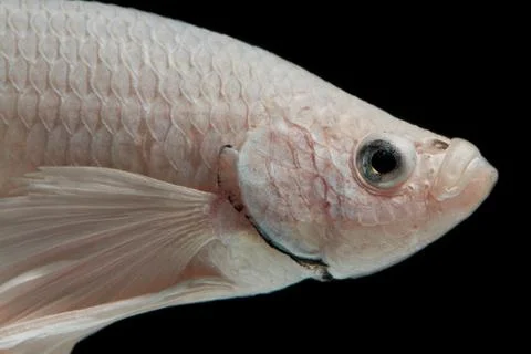 Giant Betta fish half moon Stock Photos
