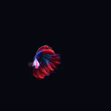 Giant Betta Fish Stock-Fotos
