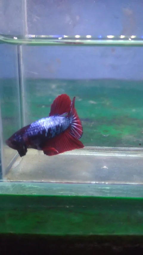 Giant betta Stock Footage 212309169