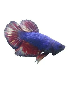 Giant betta Foto stock
