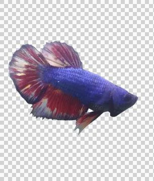 Giant betta Foto stock