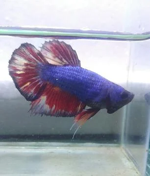 Giant betta Foto stock