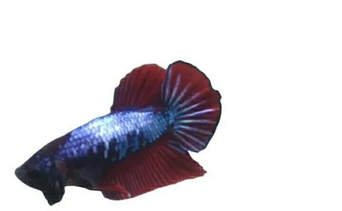Giant betta Foto stock