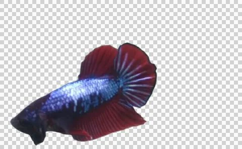 Giant betta Foto stock