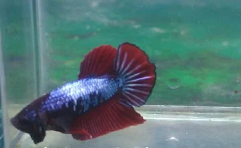 Giant betta Foto stock