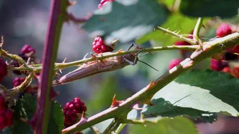 Giant big grasshopper sitting on blackberries bush branch,windy day. Stock-Footage 254691153