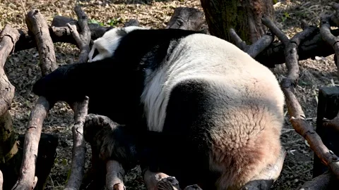 A giant black and white panda sleep on the wood platform in the zoo Stock Footage 326576543