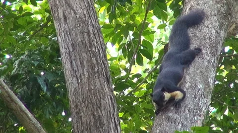 Giant Black Malayan Squirrel - Ratufa bicolor Stock Footage 58352839