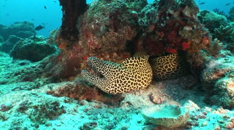 Giant black spotted moray eel underwater Stock Footage 56793936