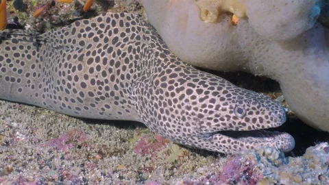 Giant Black Spotted Moray eel in Coral reef, Indonesia Stock Footage 100688720