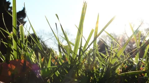Giant Blade of Grass in The Sun HD Stock Footage 8975818
