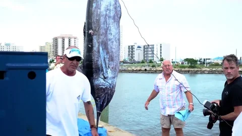 Giant Blue Marlin Fish Video stock 80234972