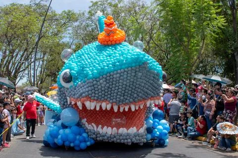 Giant blue shark balloon float with hat in Guadalajara balloon parade horizontal Stock Photos