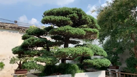 Giant bonsai tree in Suzhou Video stock 342631439