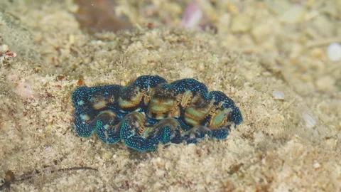 Giant Boring Clam Responding to Danger. Stock Footage 332926259